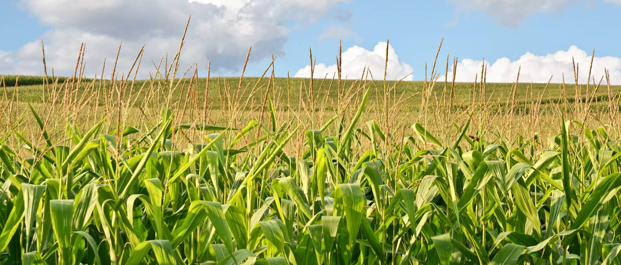 Global Food and Beverage Ingredient Markets Served by ICI Foods