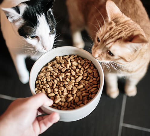 Pet food ingredients: textured vegetable proteins, binders, fats, minerals